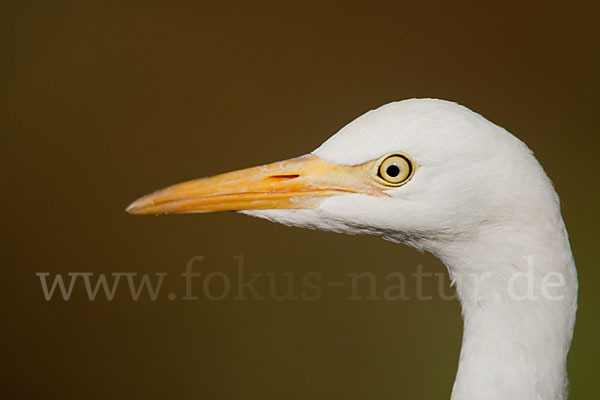 Kuhreiher (Bubulcus ibis)