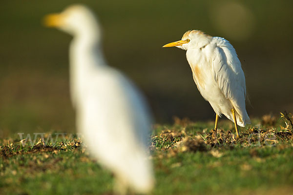 Kuhreiher (Bubulcus ibis)