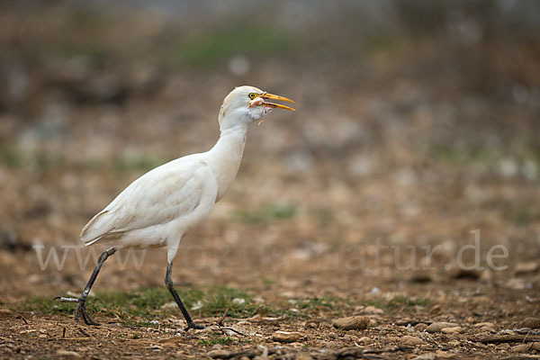 Kuhreiher (Bubulcus ibis)