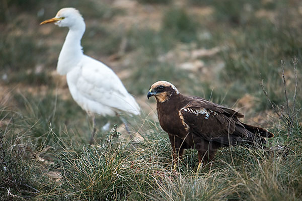 Kuhreiher (Bubulcus ibis)