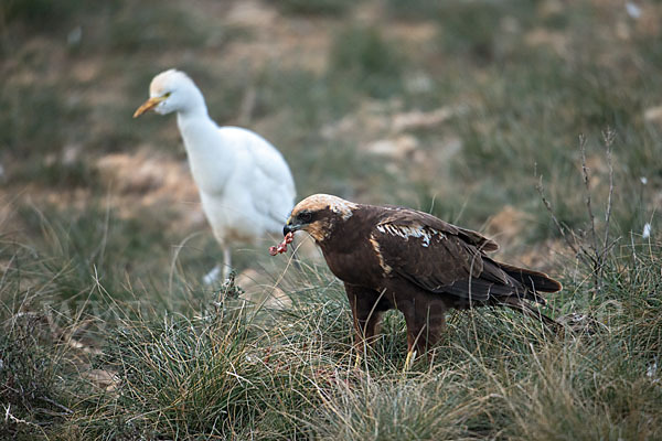 Kuhreiher (Bubulcus ibis)