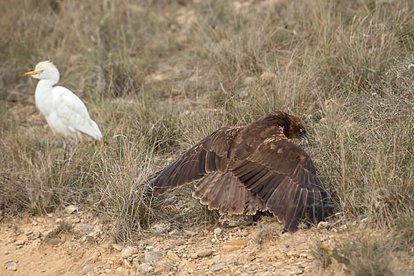 Kuhreiher (Bubulcus ibis)