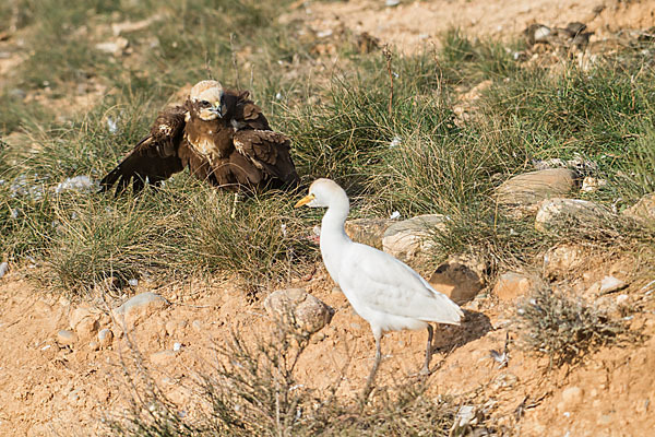 Kuhreiher (Bubulcus ibis)