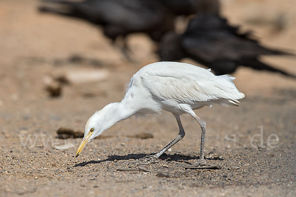 Kuhreiher (Bubulcus ibis)