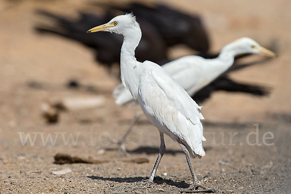 Kuhreiher (Bubulcus ibis)