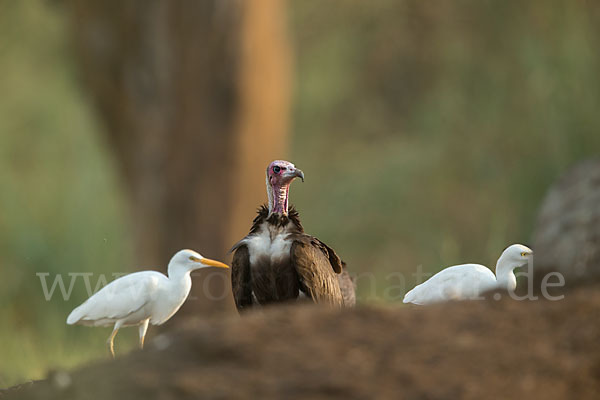 Kuhreiher (Bubulcus ibis)