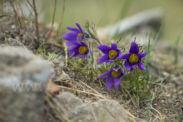 Kuhschelle spec (Pulsatilla tenuiloba)