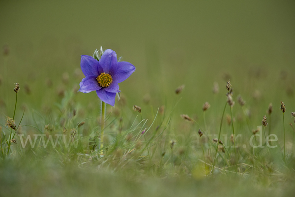 Kuhschelle spec (Pulsatilla tenuiloba)