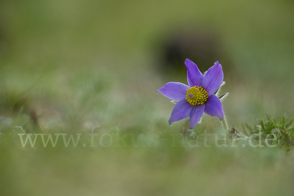 Kuhschelle spec (Pulsatilla tenuiloba)