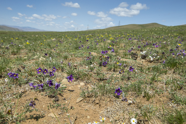 Kuhschelle spec (Pulsatilla tenuiloba)