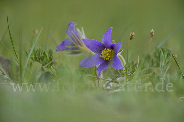 Kuhschelle spec (Pulsatilla tenuiloba)