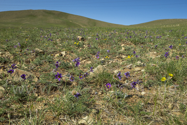 Kuhschelle spec (Pulsatilla tenuiloba)