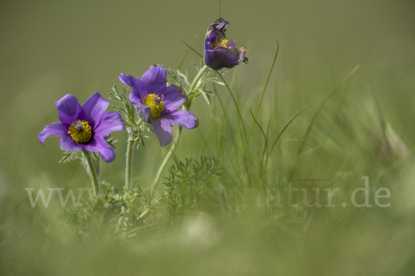 Kuhschelle spec (Pulsatilla tenuiloba)