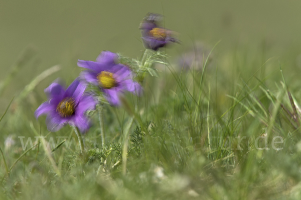 Kuhschelle spec (Pulsatilla tenuiloba)