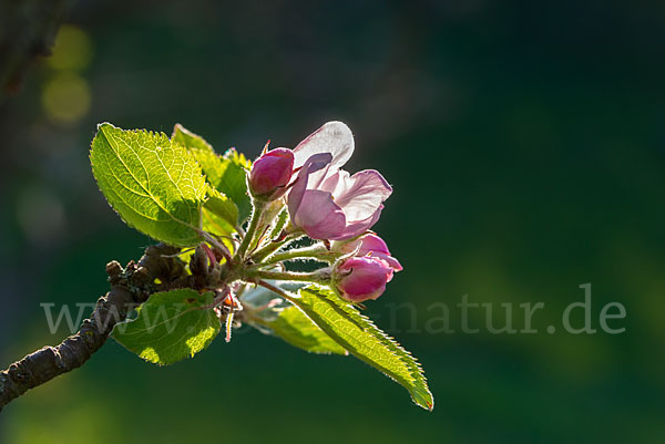 Kultur-Apfel (Malus domestica)