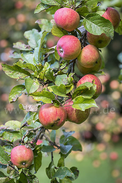 Kultur-Apfel (Malus domestica)