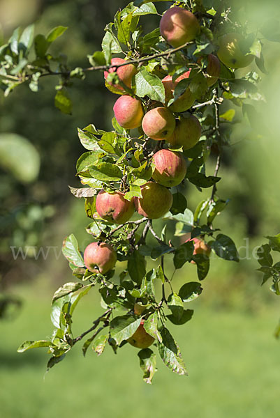 Kultur-Apfel (Malus domestica)