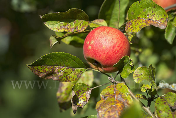 Kultur-Apfel (Malus domestica)