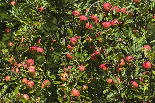 Kultur-Apfel (Malus domestica)