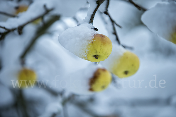 Kultur-Apfel (Malus domestica)