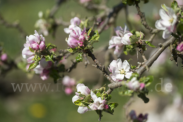 Kultur-Apfel (Malus domestica)