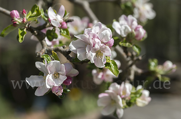 Kultur-Apfel (Malus domestica)