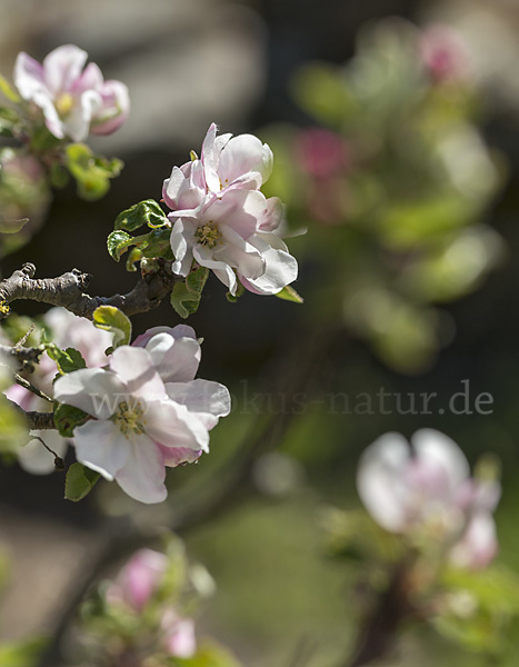 Kultur-Apfel (Malus domestica)