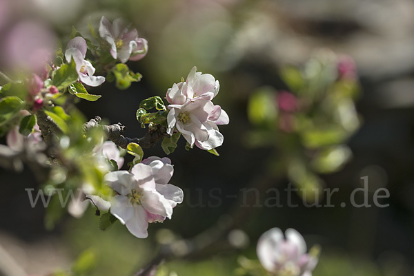 Kultur-Apfel (Malus domestica)