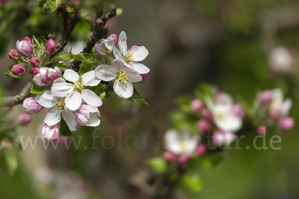 Kultur-Apfel (Malus domestica)