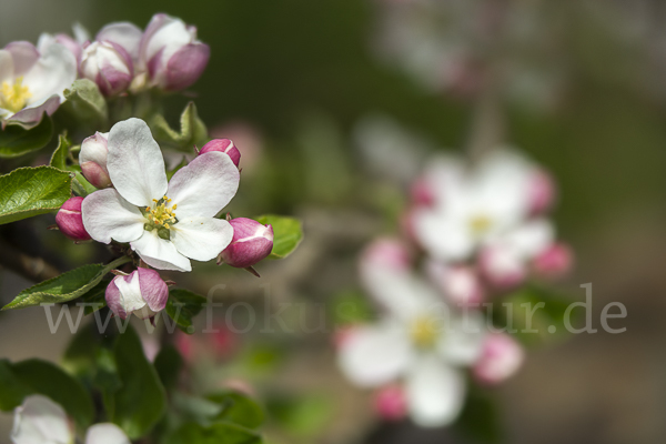 Kultur-Apfel (Malus domestica)