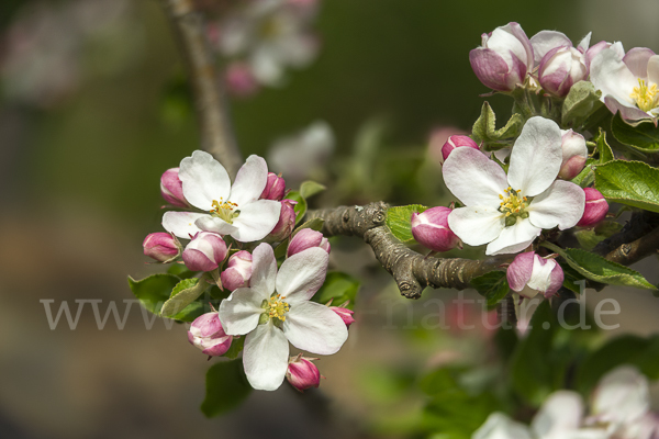 Kultur-Apfel (Malus domestica)