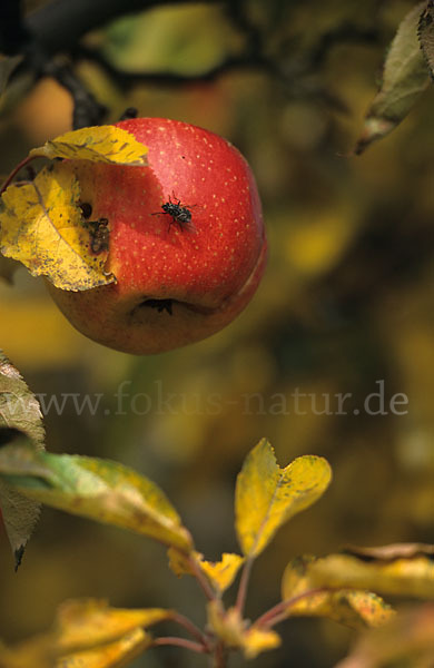 Kultur-Apfel (Malus domestica)