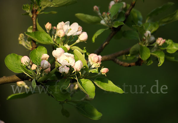 Kultur-Apfel (Malus domestica)