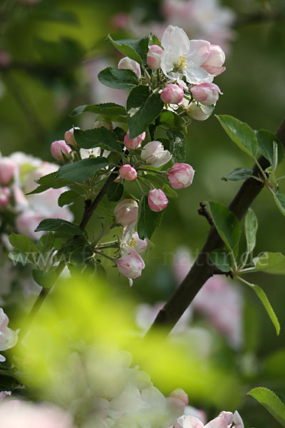 Kultur-Apfel (Malus domestica)