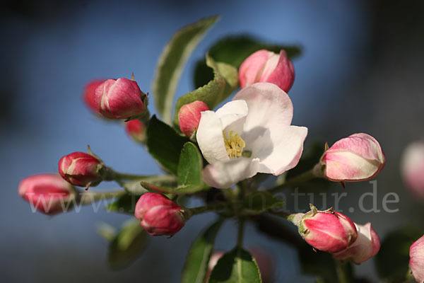 Kultur-Apfel (Malus domestica)