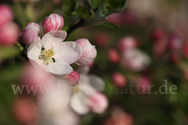 Kultur-Apfel (Malus domestica)