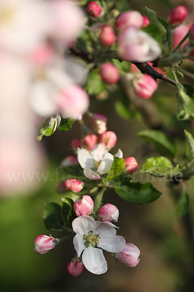 Kultur-Apfel (Malus domestica)