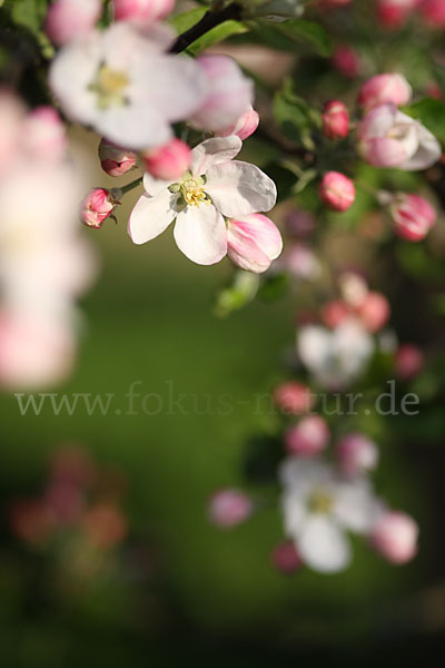 Kultur-Apfel (Malus domestica)