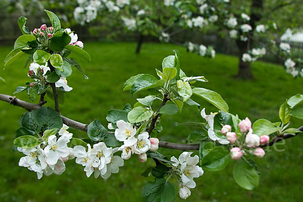 Kultur-Apfel (Malus domestica)