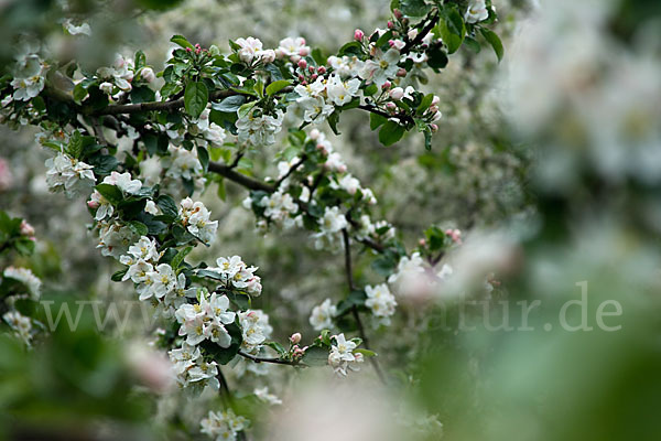 Kultur-Apfel (Malus domestica)