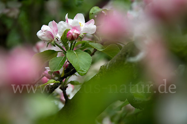 Kultur-Apfel (Malus domestica)