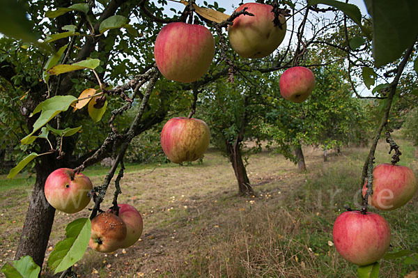 Kultur-Apfel (Malus domestica)