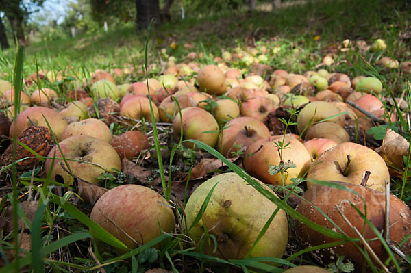 Kultur-Apfel (Malus domestica)