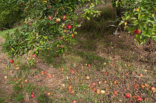 Kultur-Apfel (Malus domestica)