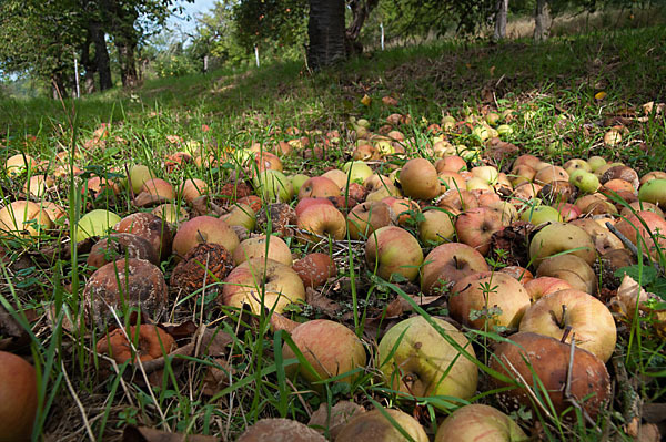 Kultur-Apfel (Malus domestica)