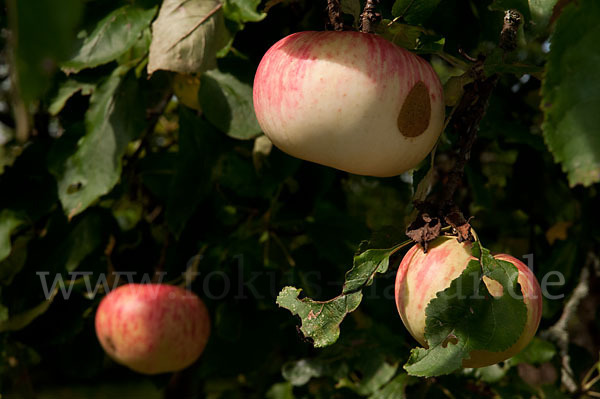 Kultur-Apfel (Malus domestica)