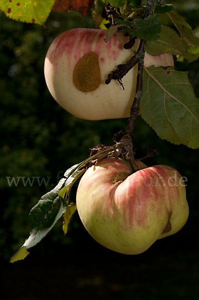 Kultur-Apfel (Malus domestica)