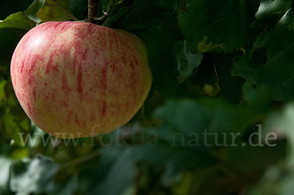 Kultur-Apfel (Malus domestica)