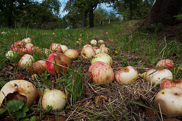 Kultur-Apfel (Malus domestica)