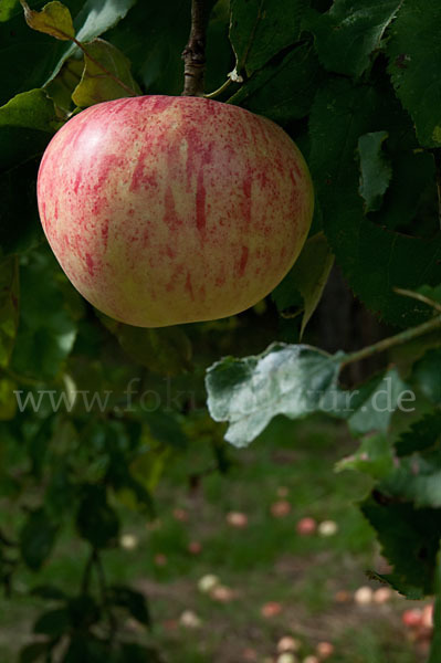 Kultur-Apfel (Malus domestica)